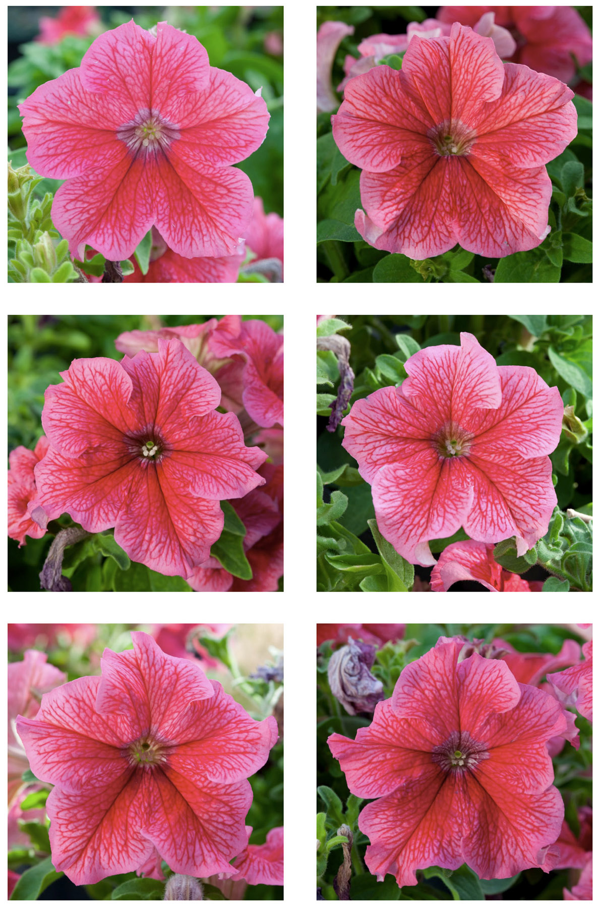 6 flower photo